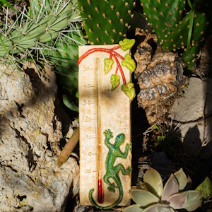 Thermomètre gécko en situation